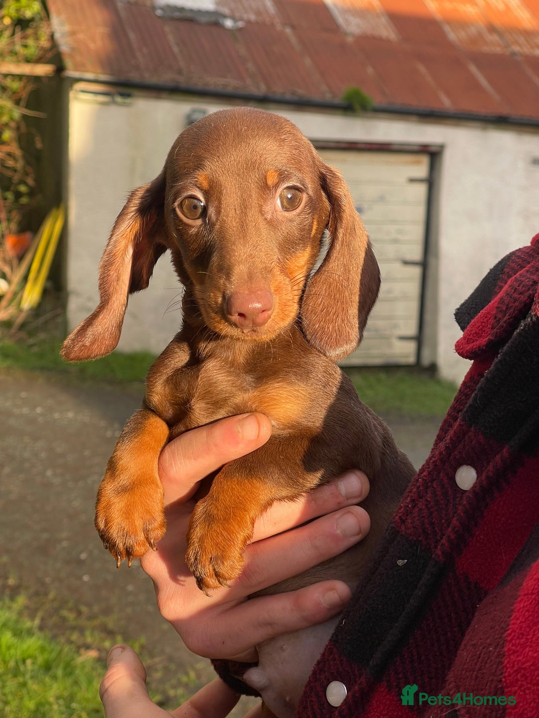 Dachshund dogs for sale: 🐶 Ready to leave 🐶 - Advert 5