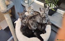 Maine Coon cats for sale: Maine coon cross kittens  - Advert 2