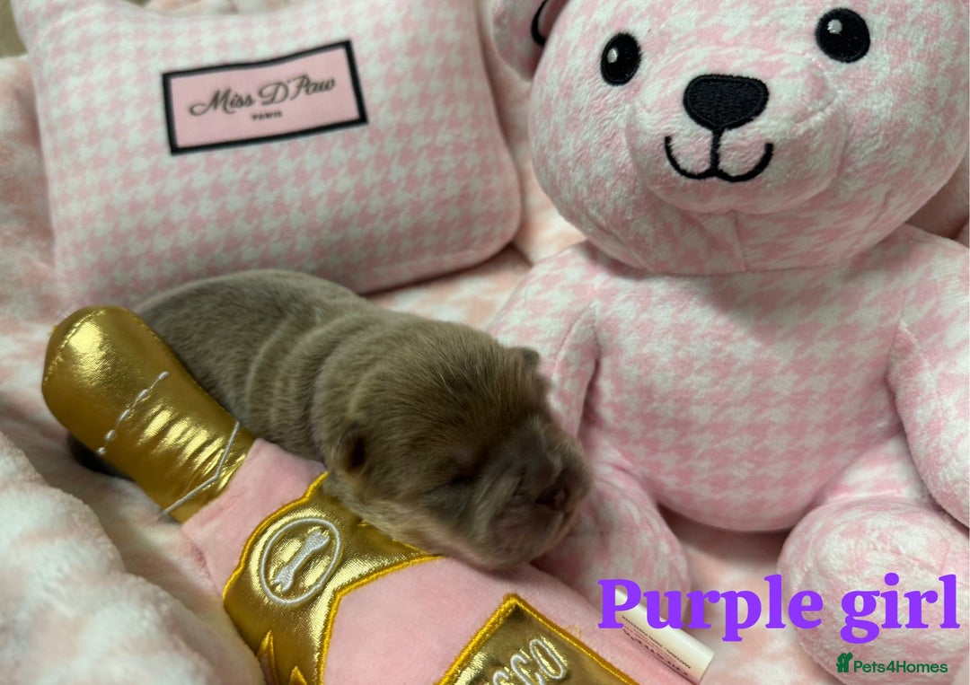 Chow Chow dogs for sale: 🩷🏆Stunning KC registered Chow Chow puppies🏆💙 - Image 11