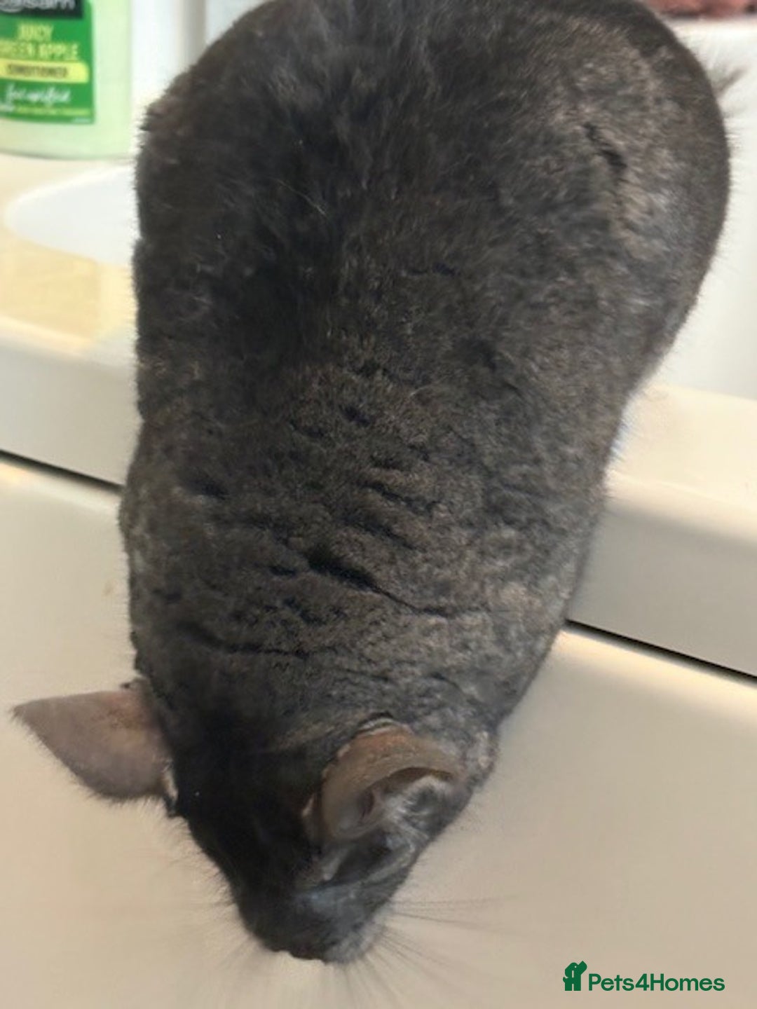 Chinchilla rodents for sale: 2 bonded male chinchillas - Image 12
