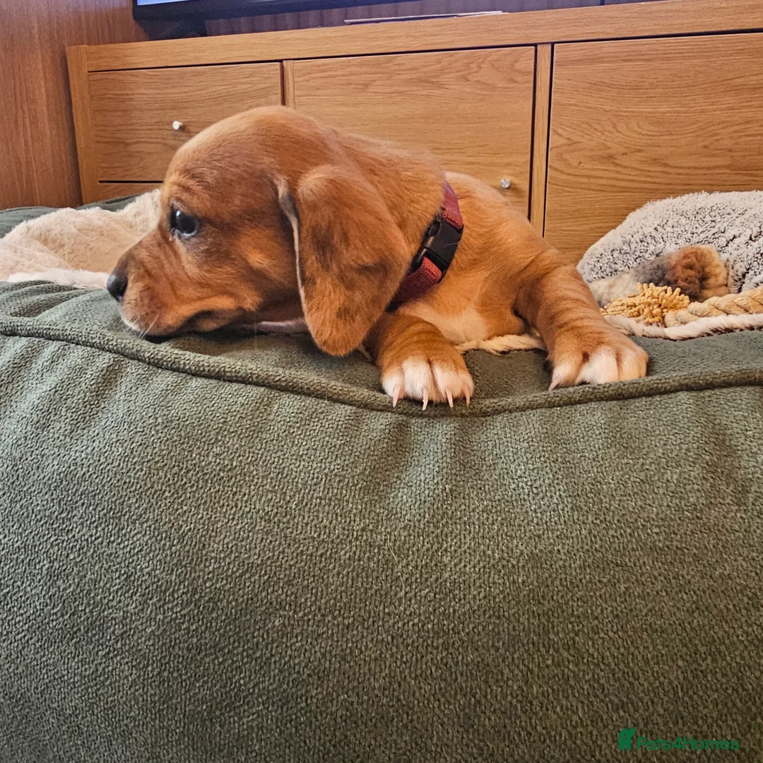 Jackshund dogs for sale: A stunning Jack Russell Terrier and Dachshund mix. - Advert 17