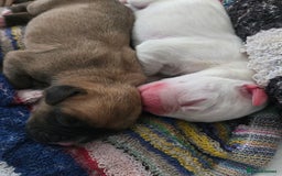 Boxer dogs for sale:  Only 2 girls left... 🥰 - Image 8