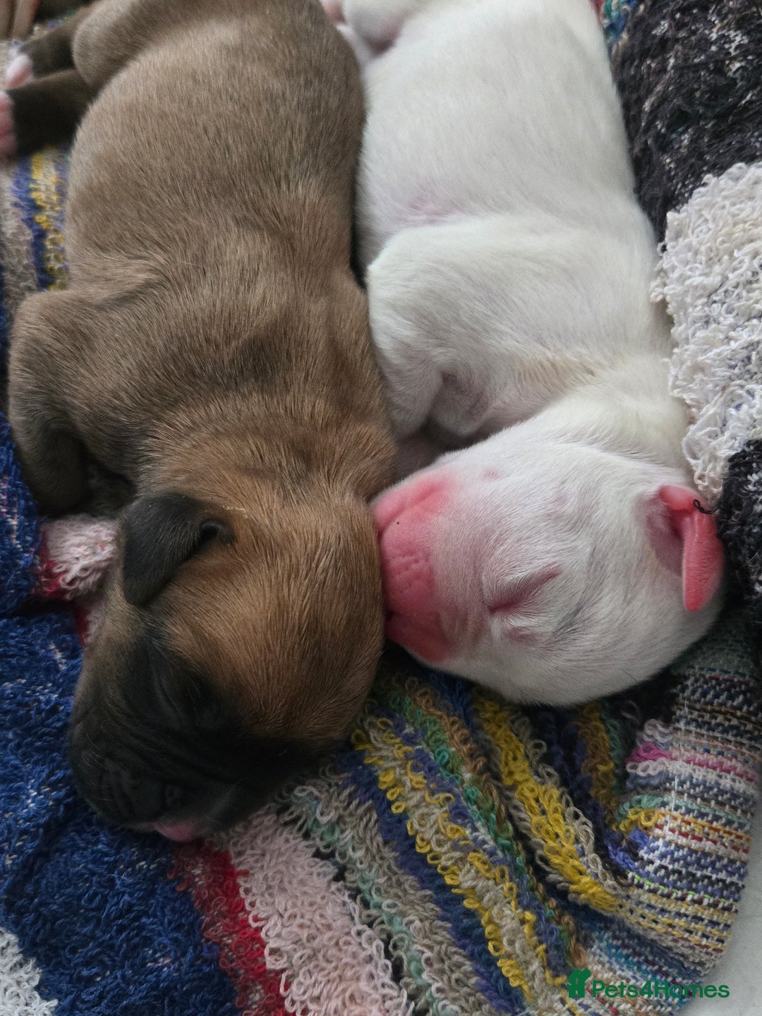 Boxer dogs for sale:  Only 2 girls left... 🥰 - Image 8