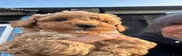 Cavapoo dogs for sale: F1 cavapoo ready for new loving homes  - Advert 24