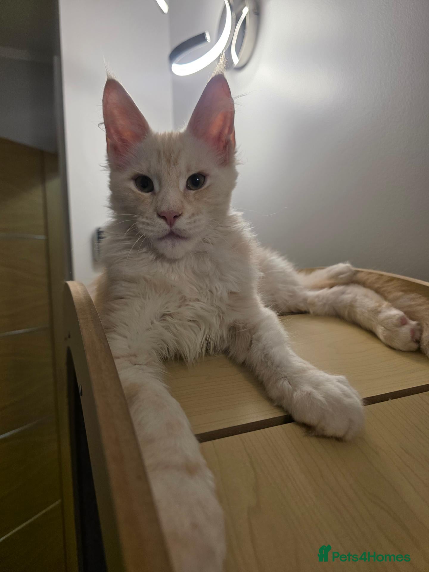 Maine Coon cats TICA Maine Coon Kittens | Russian Bloodlines - Advert 1