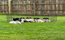 English Springer Spaniel dogs for sale: Springer spaniel puppies for sale  - Image 1