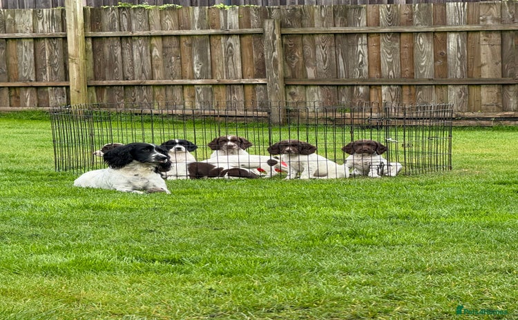 English Springer Spaniel dogs - Advert 7
