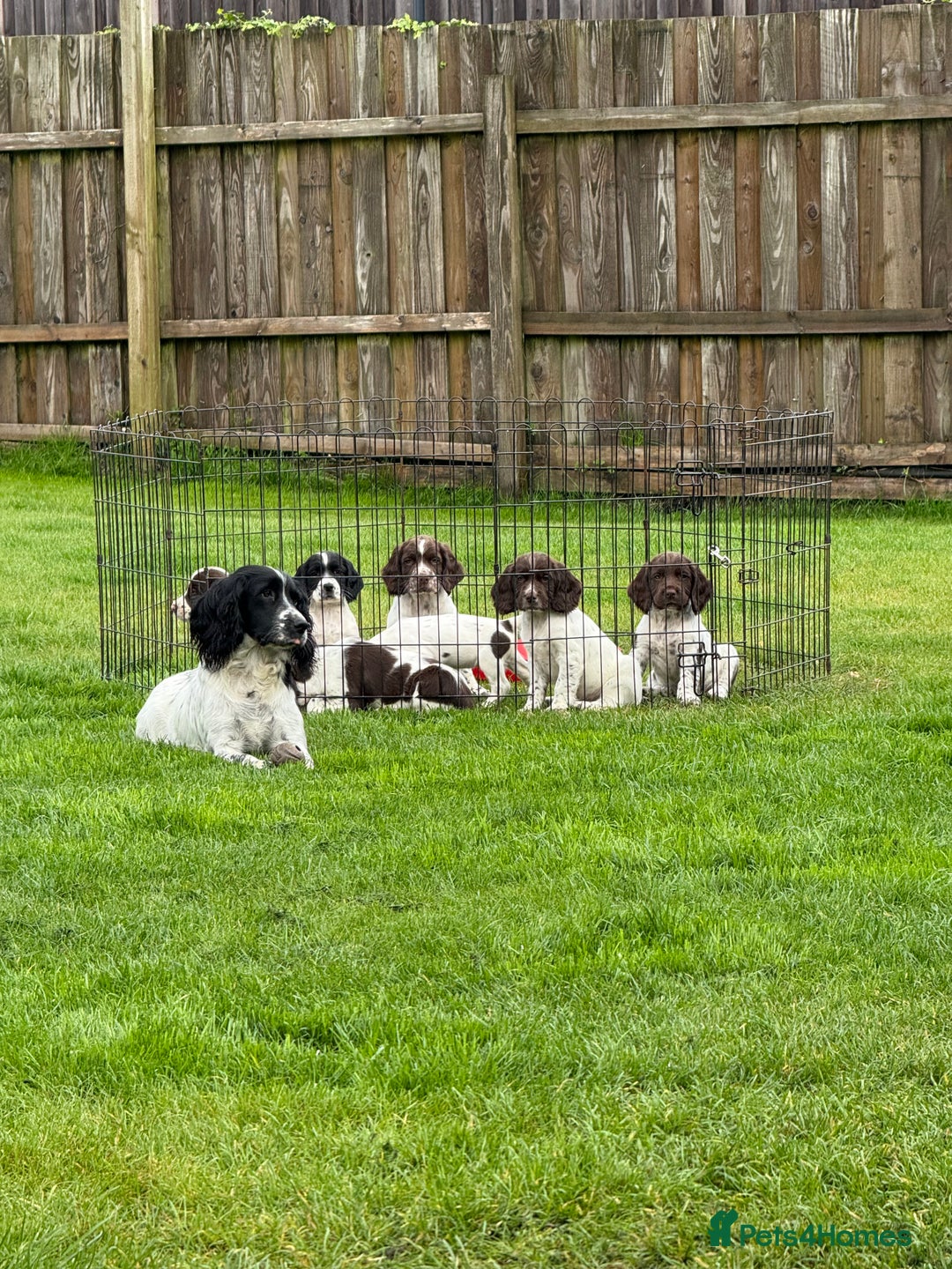 English Springer Spaniel dogs for sale: Springer spaniel puppies for sale  - Image 1