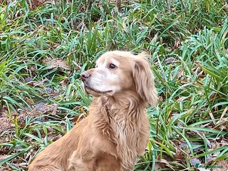 Cocker Spaniel dogs in Hexham - Advert 11