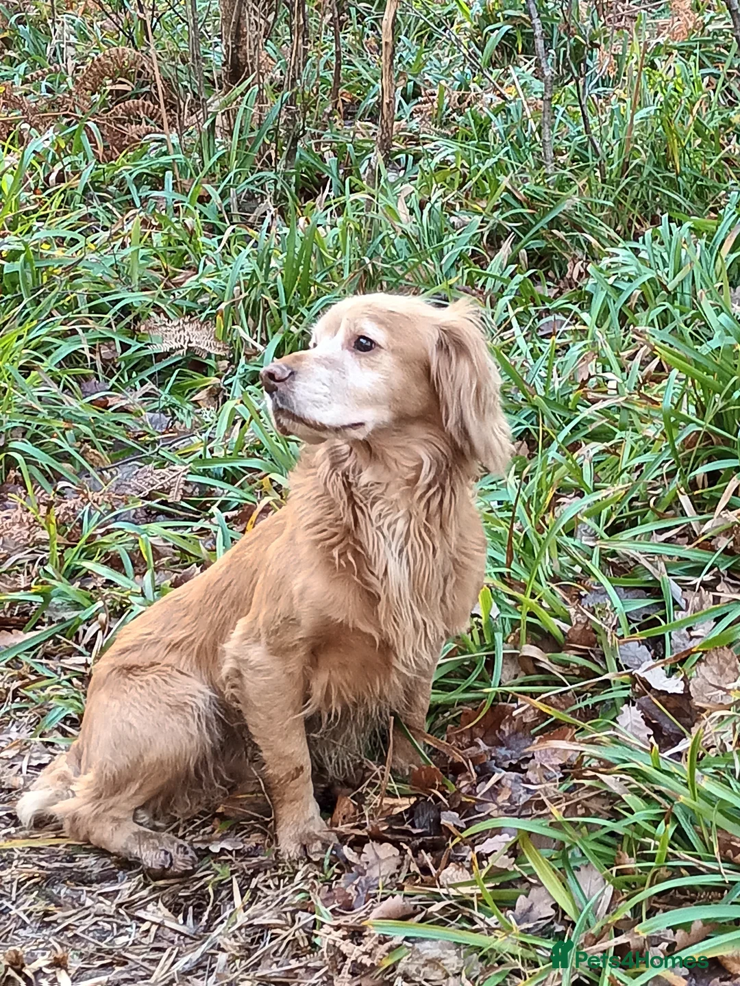 Cocker Spaniel dogs for stud: Working Cocker at Stud in Hexham - Advert 1