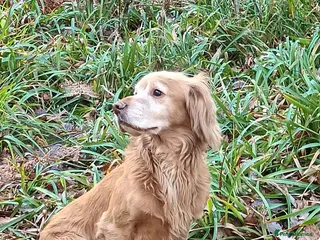 Cocker Spaniel dogs Working Cocker at Stud in Hexham - Advert 2