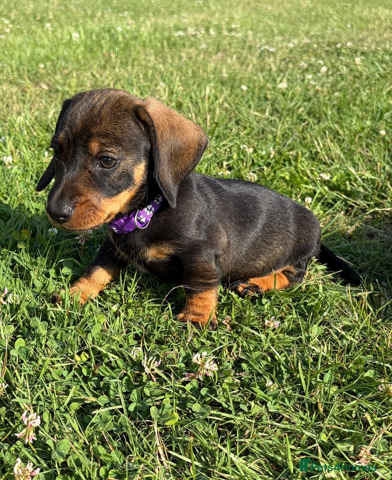 Dachshund dogs wire haired dachshund - Advert 1