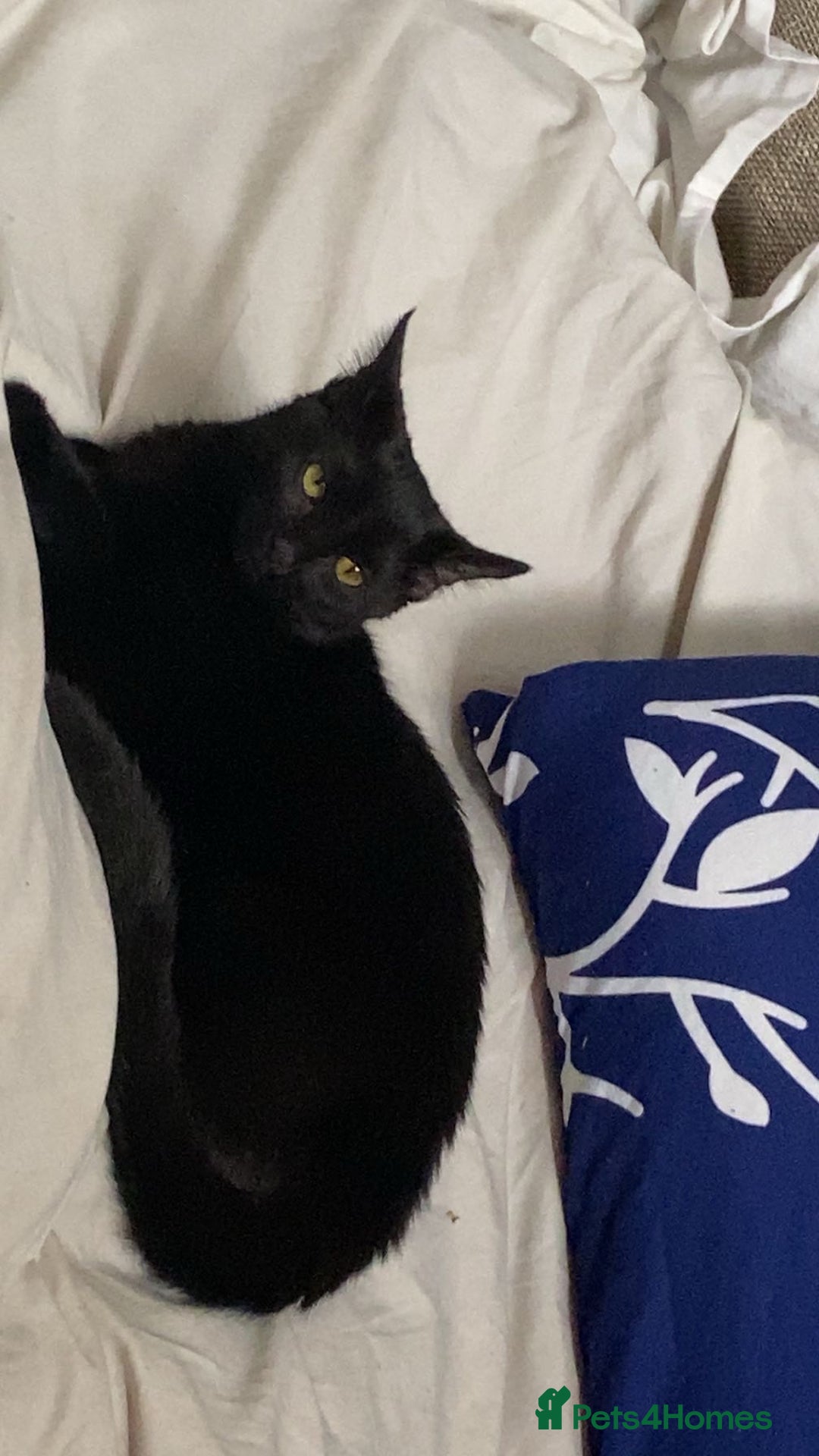Russian Blue cats for sale: Elegant Black Beauty – Meet Mia 🖤 - Image 1