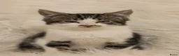 Mixed Breed cats for sale: Lovable little Moggy - Advert 4