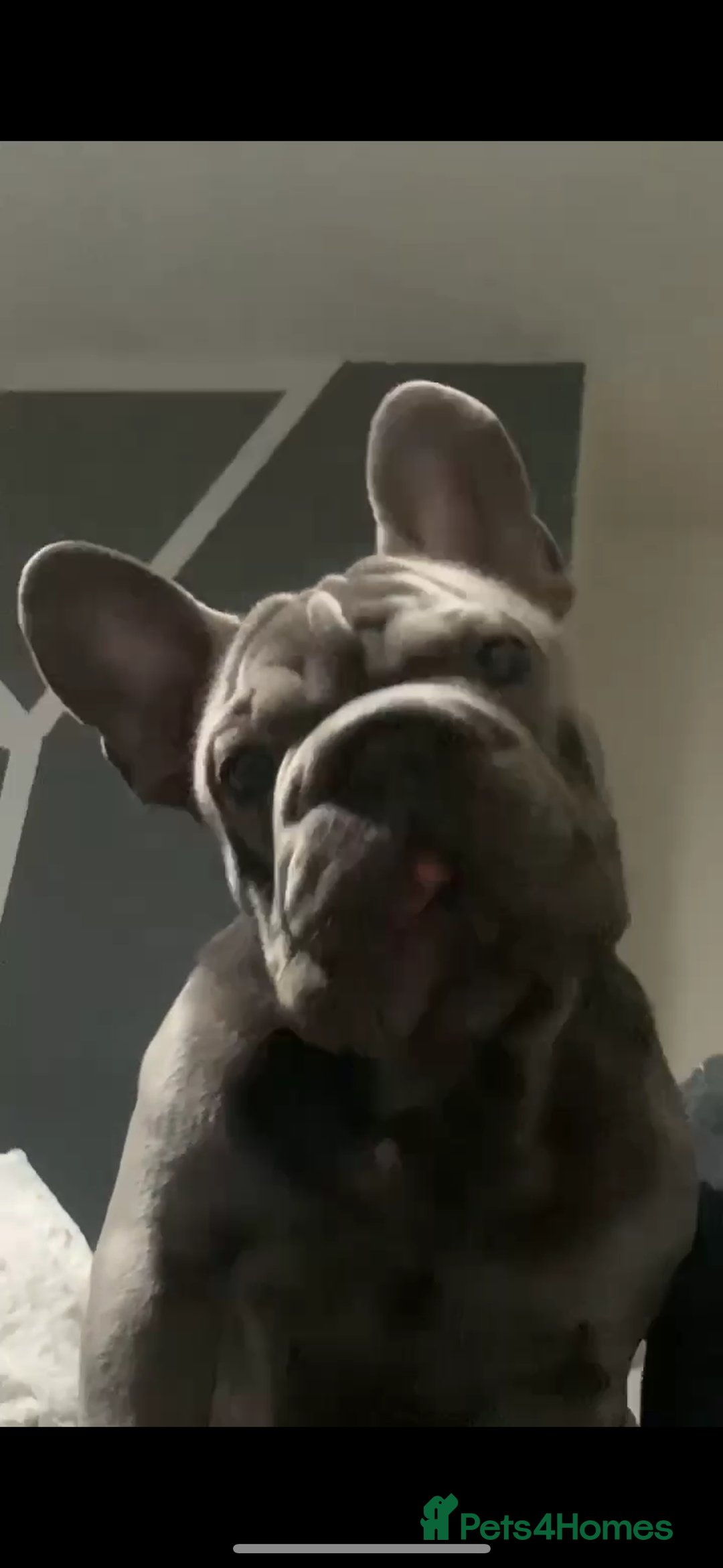 French Bulldog dogs for sale: Boy French bulldog - Advert 3