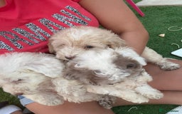 Cockapoo dogs for sale: F2  cockapoo puppies  - Image 1