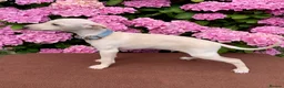 Italian Greyhound dogs for sale: KC Italian greyhound puppies East. Europ lineage - Advert 28
