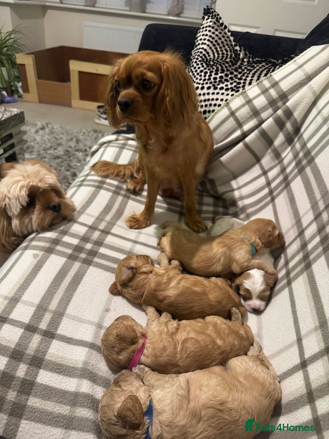Cavapoo dogs for sale: Cavapoo pups  - Image 2