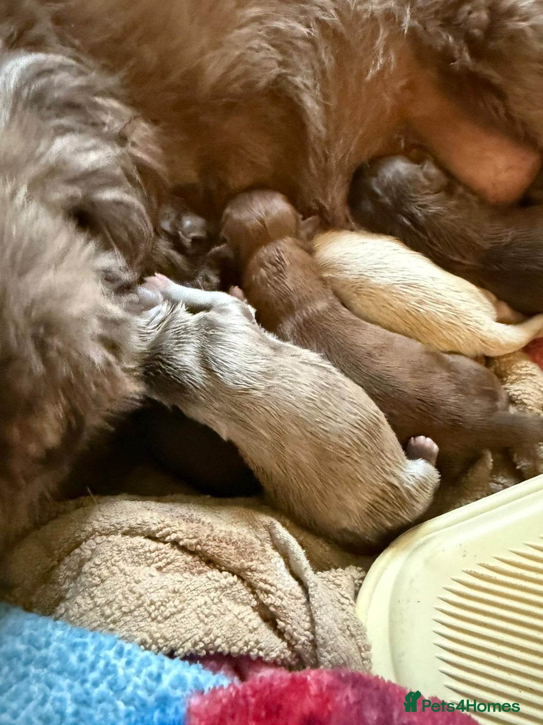 Shih Tzu dogs for sale: Stunning imperial Shih Tzu pups ready now - Image 13