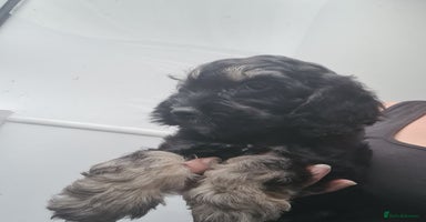 Cockapoo dogs - Advert 2