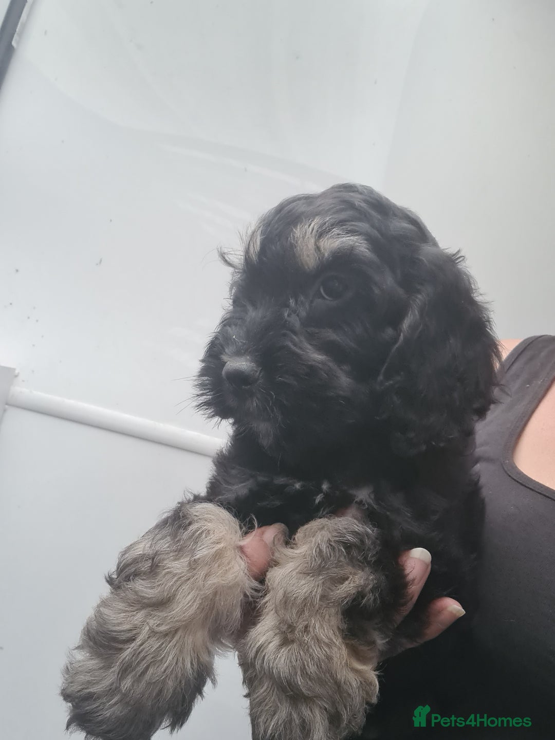 Cockapoo dogs for sale: Beautiful F1 Cockapoos- Ready Now  - Image 3