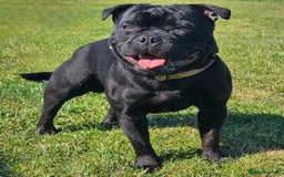 Staffordshire Bull Terrier dogs for sale: KC Registered Mr T & Luminastaffs Puppies - Image 22