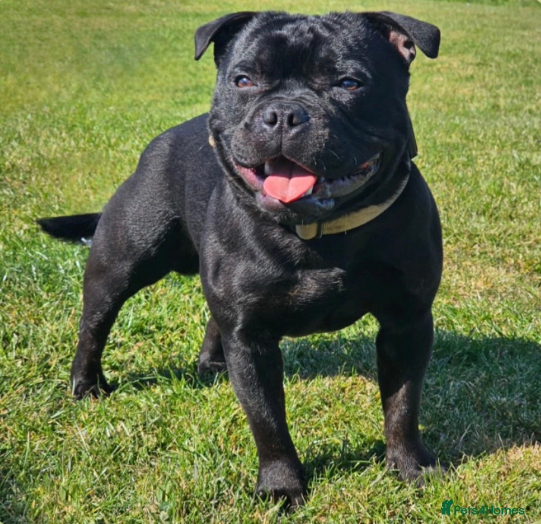 Staffordshire Bull Terrier dogs for sale: KC Registered Mr T & Luminastaffs Puppies - Image 22