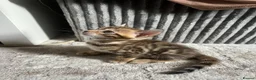 Bengal cats for sale: 🐾 Beautiful Bengal Kittens 🐾 - Advert 27