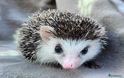 Pygmy Hedgehog rodents for sale: African Pygmy Hedgehog Hoglets  - Image 18