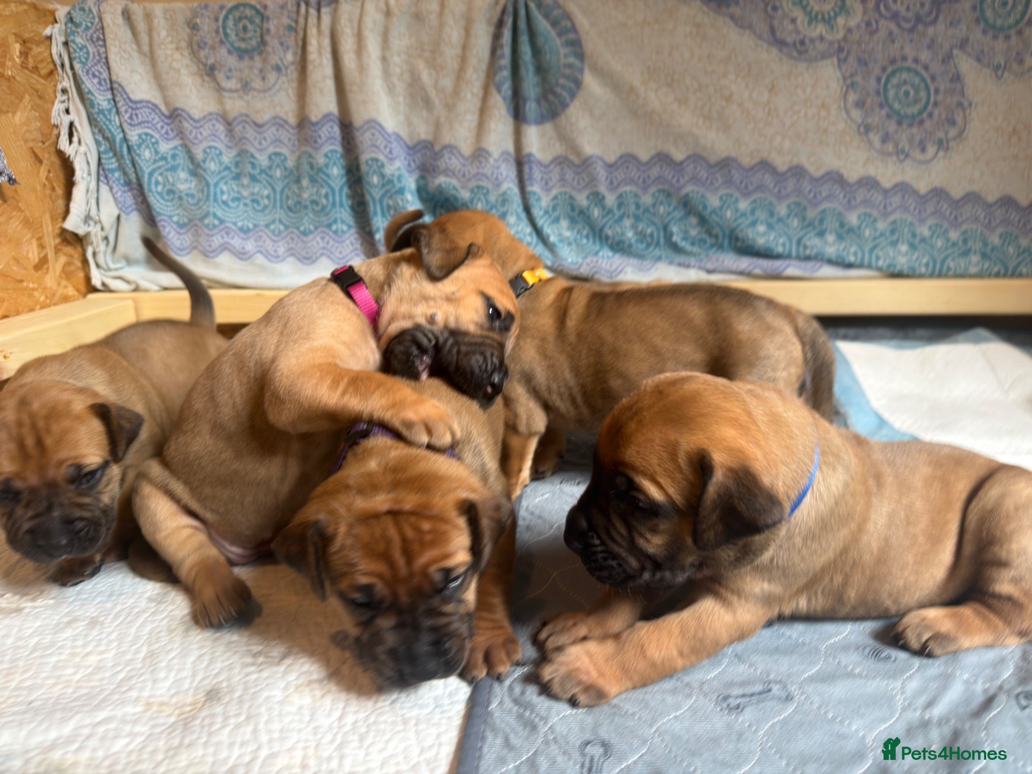 Boerboel dogs Elite Guard Neema X Spartan Dutch - Advert 2