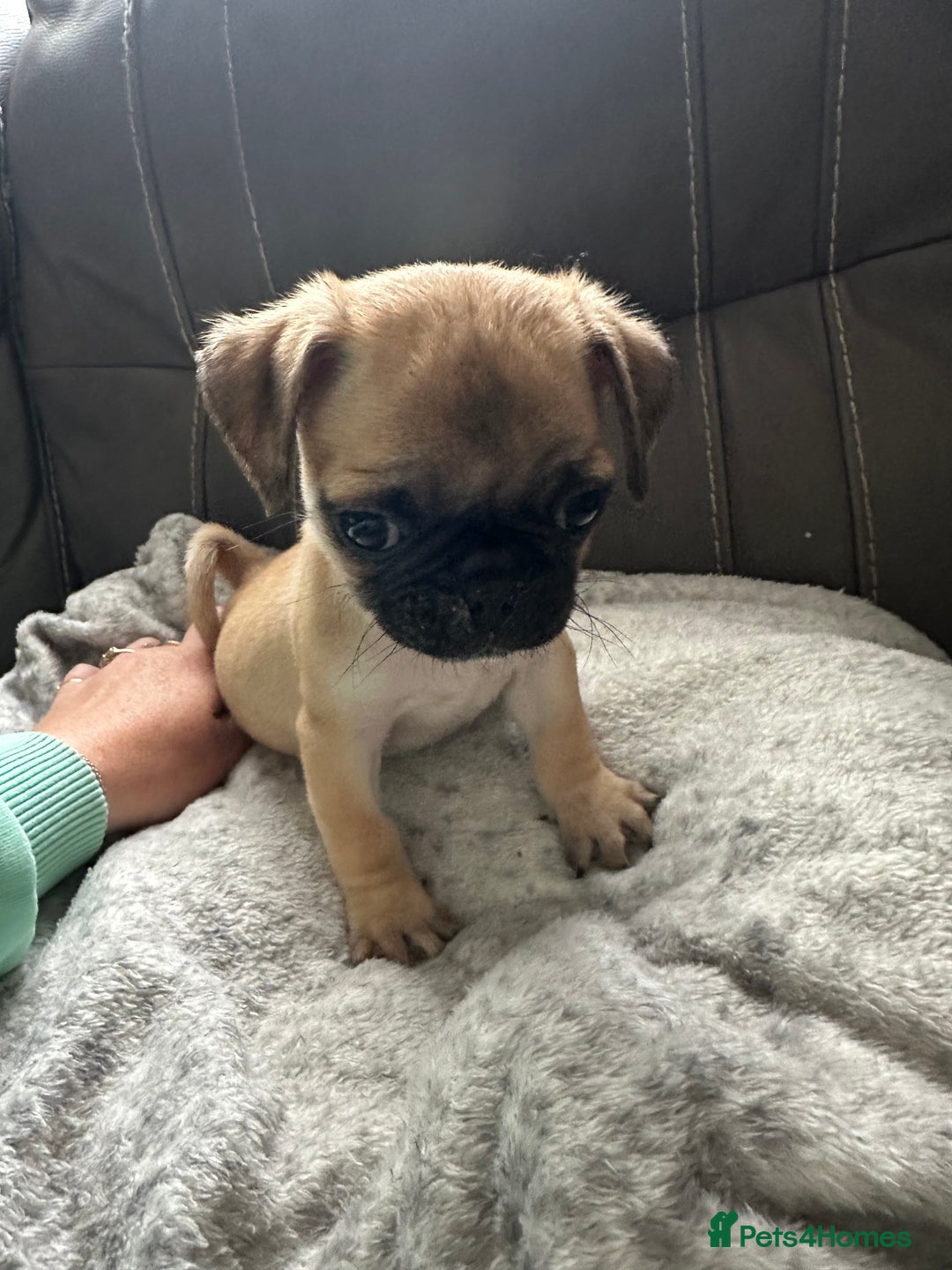 Jug dogs for sale: Pug x Rolo - Image 3