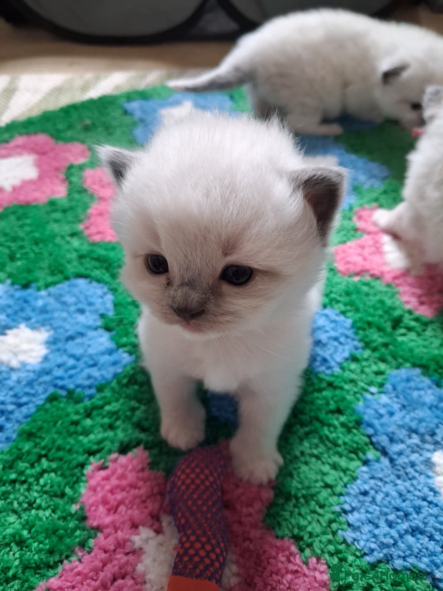Ragdoll cats Stunning Ragdoll Kittens - 2.5 weeks old. - Advert 14