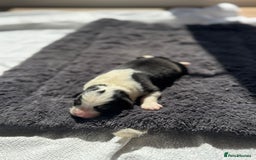 Australian Shepherd dogs for sale: KC registered Australian Shepard puppies - Image 15