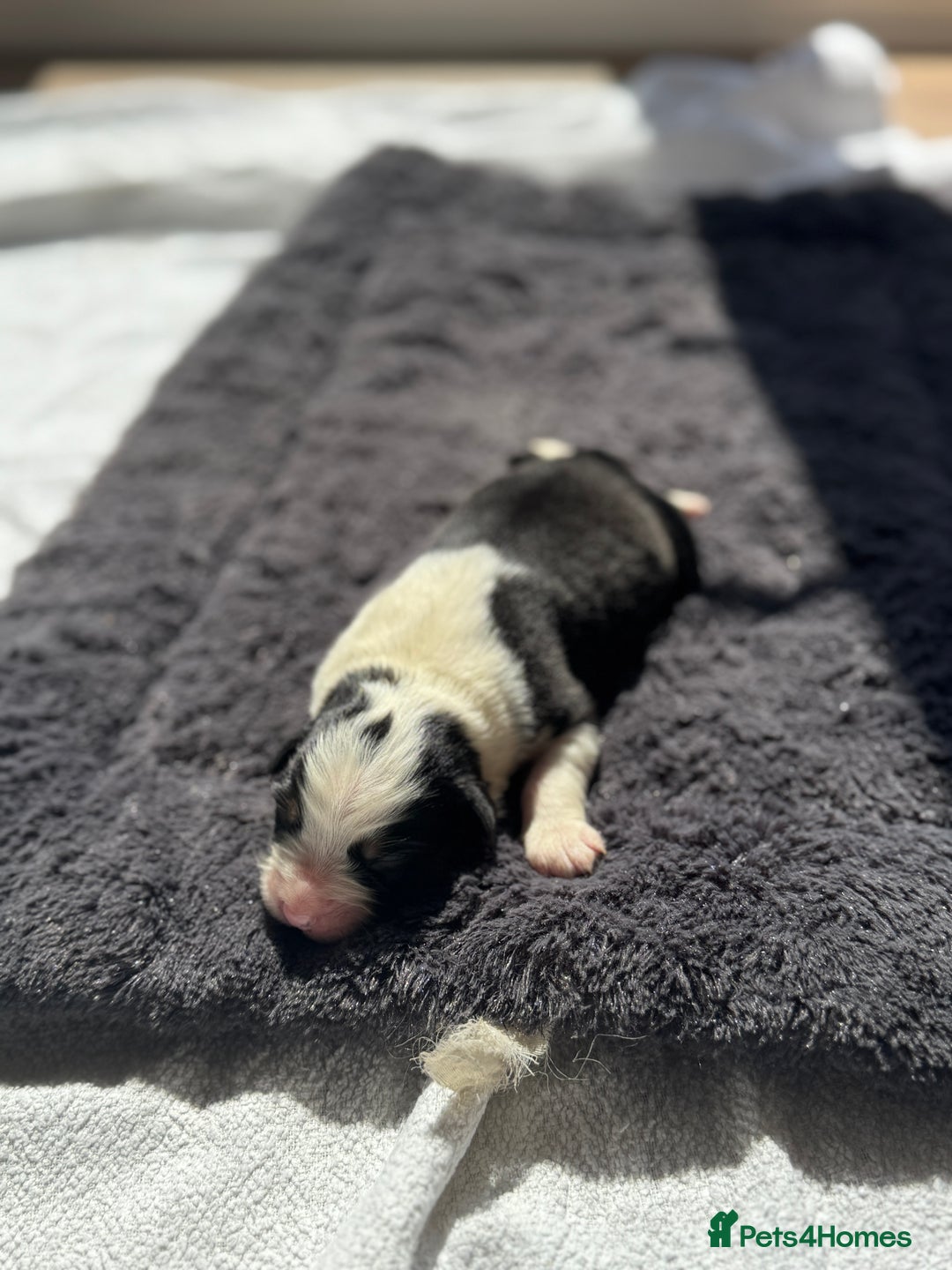 Australian Shepherd dogs for sale: KC registered Australian Shepard puppies - Image 15