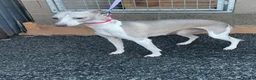 Whippet dogs for sale: Whippet For Sale  - Advert 5
