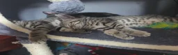 Mixed Breed cats for sale: Beautiful kittens ready for new homes - Advert 23