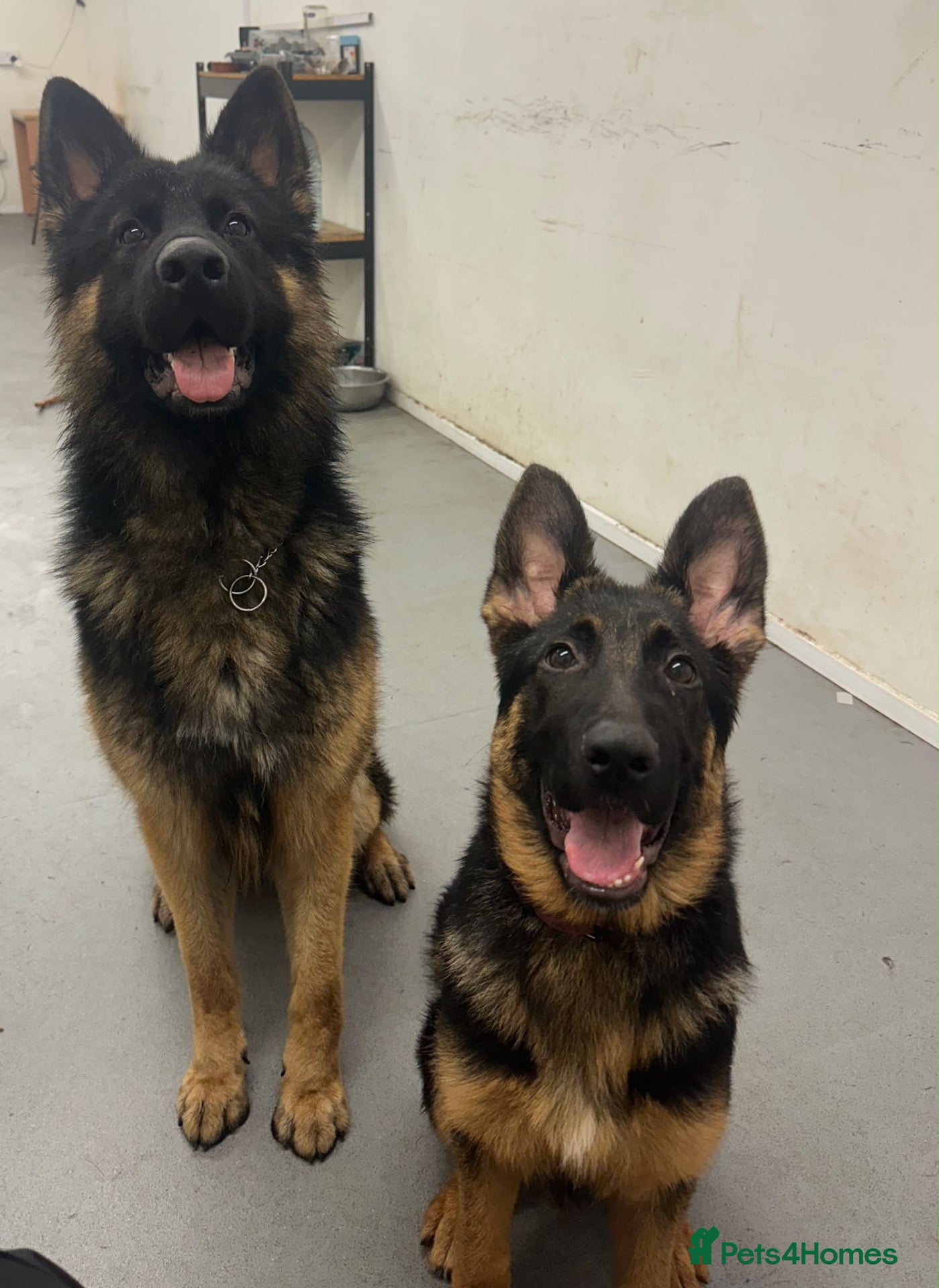 German Shepherd dogs 7beautiful German shepherd puppies for sale - Advert 1