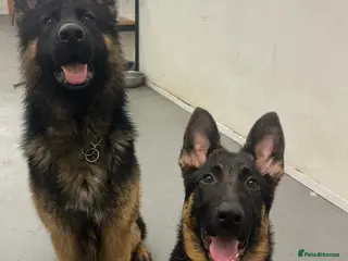German Shepherd dogs 7beautiful German shepherd puppies for sale - Advert 1