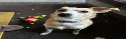 Mixed Breed dogs for sale: Amber in Tidworth - Advert 4