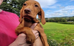Hungarian Vizsla dogs for sale: Exceptional Vizsla Puppies - 5* Licenced Breeder  - Image 31