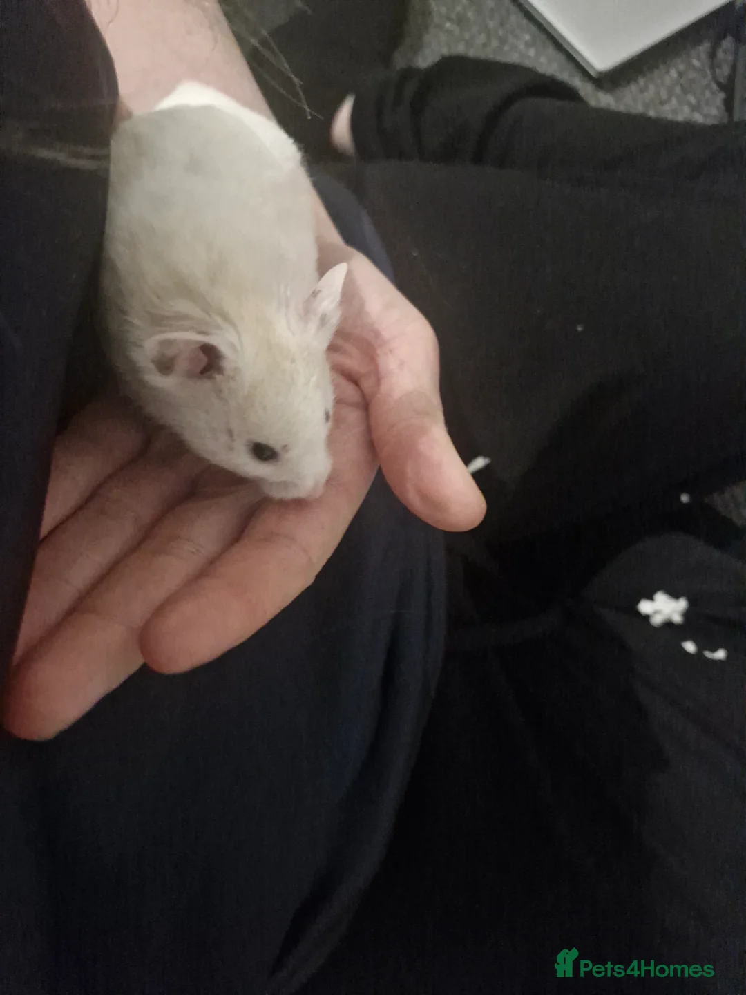 Hamster rodents for sale: Benson syrian hamster full set up - Advert 1