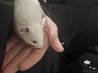 Hamster rodents Benson syrian hamster full set up - Advert 1