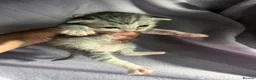 Mixed Breed cats for sale: 6 beautiful kittens  in Loughborough - Advert 18