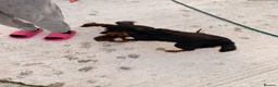 Mixed Breed dogs for sale: Cockspaniel x patterdale puppy’s 🏡🏡🏡🏡 - Advert 10