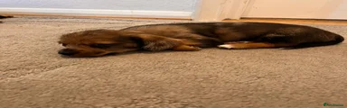Mixed Breed 4
