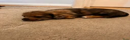 Mixed Breed dogs for sale: Dashund and Yorkshire terrier puppies - Advert 5