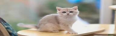 British Shorthair 4