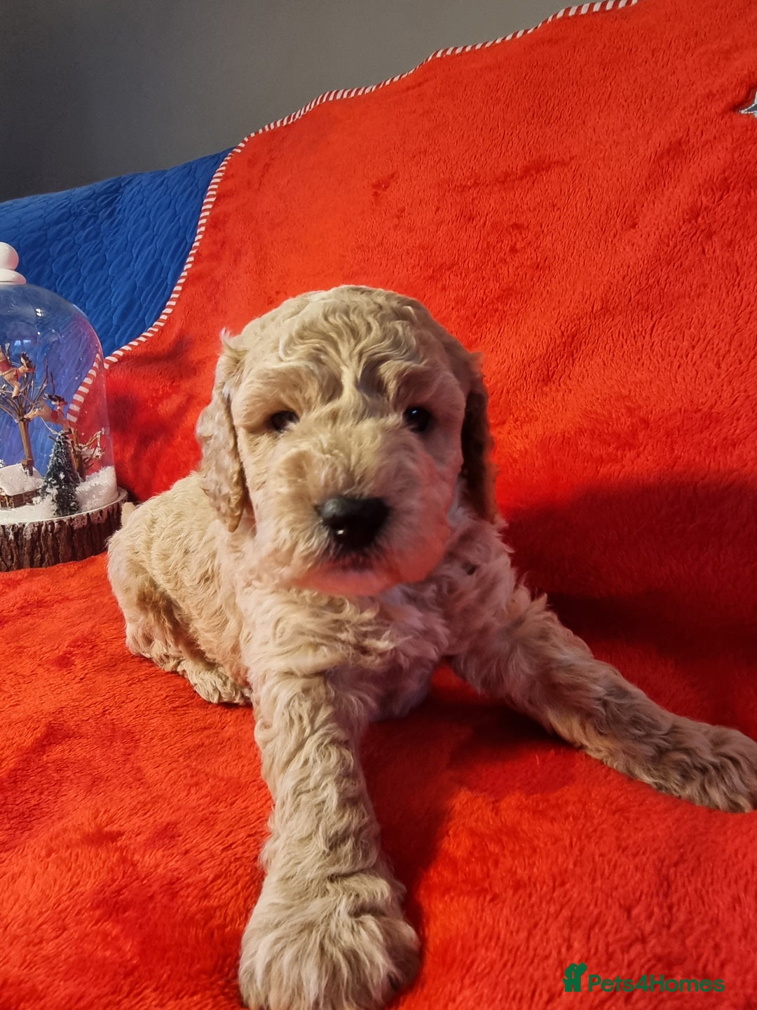Miniature Poodle dogs for sale: Championline Miniature Poodle exceptional puppy. - Advert 28