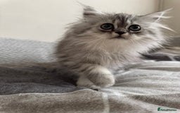 Persian cats for sale: Super cute Persian chinchilla kittens for Sale - Image 15