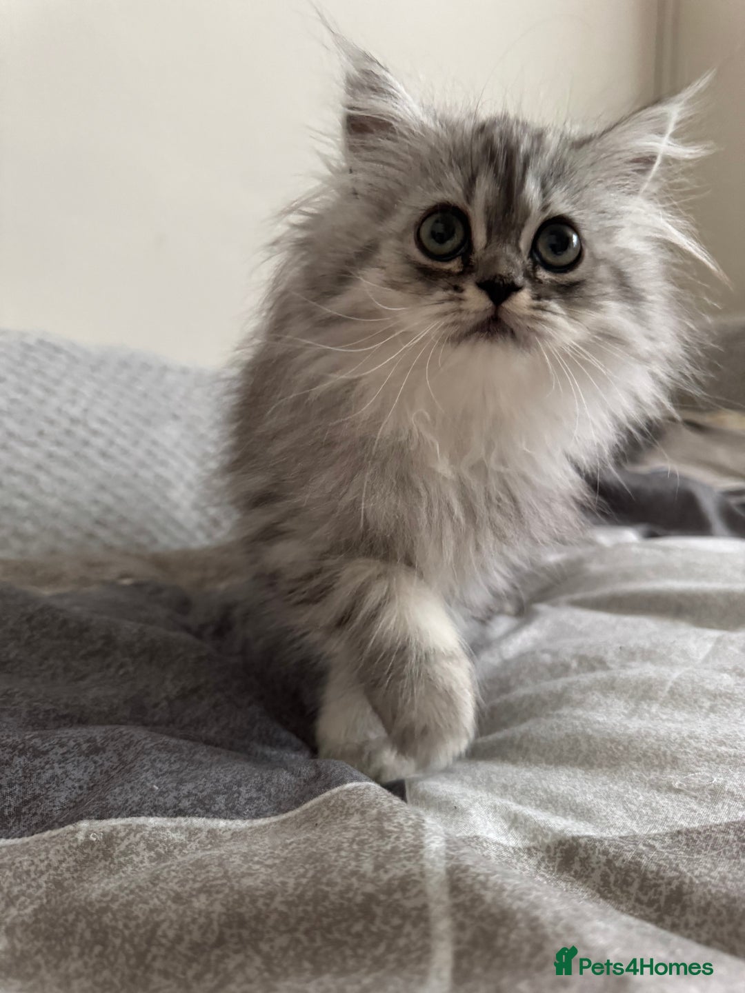 Persian cats for sale: Super cute Persian chinchilla kittens for Sale - Image 15